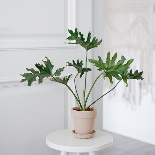 春羽蔓绿绒天使之翼盆栽