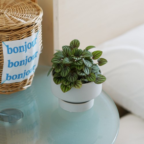 孔雀椒草清新高级感小众植物