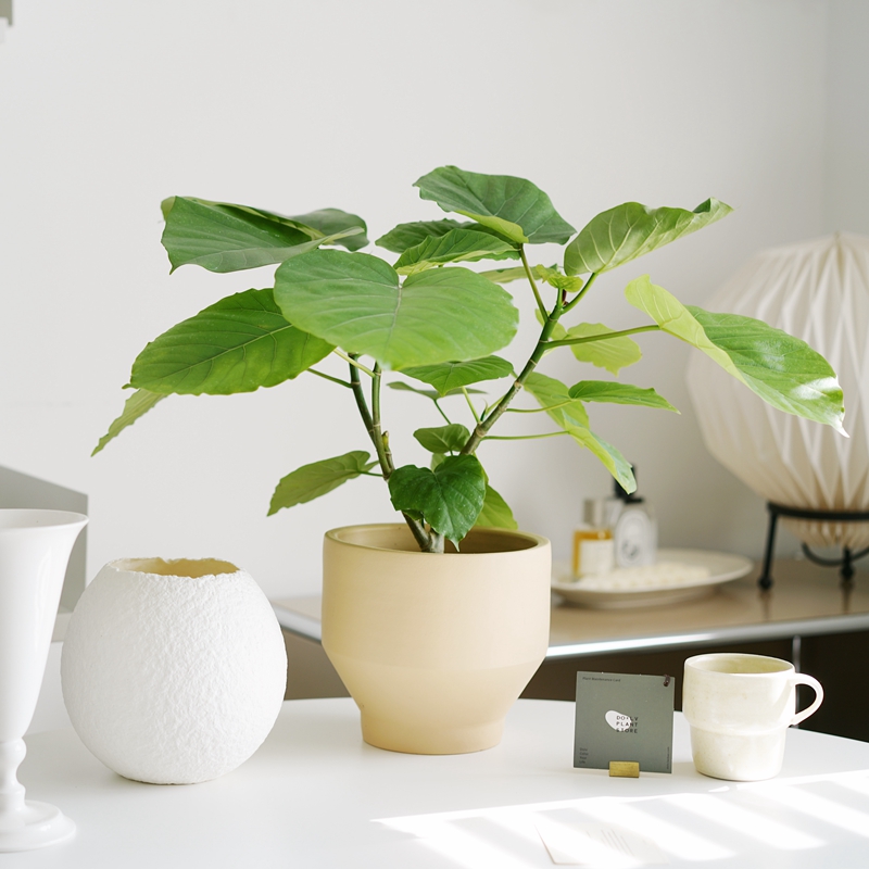 桌面爱心榕室内耐阴盆栽净化空气