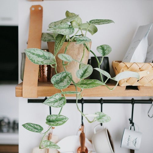 豆绿雪花葛耐阴好养绿植