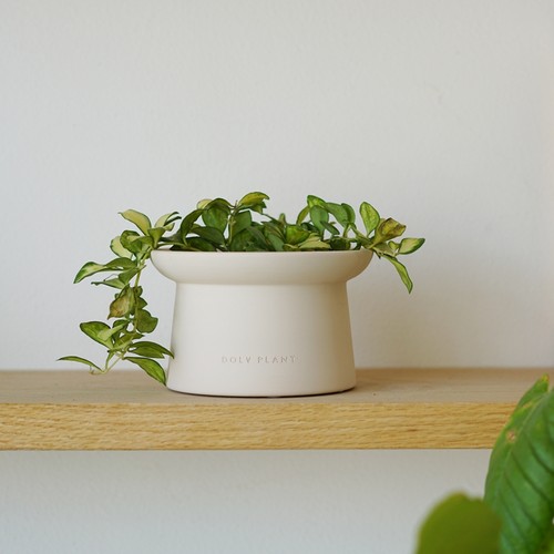 休斯科尔球兰办公桌面治愈森林