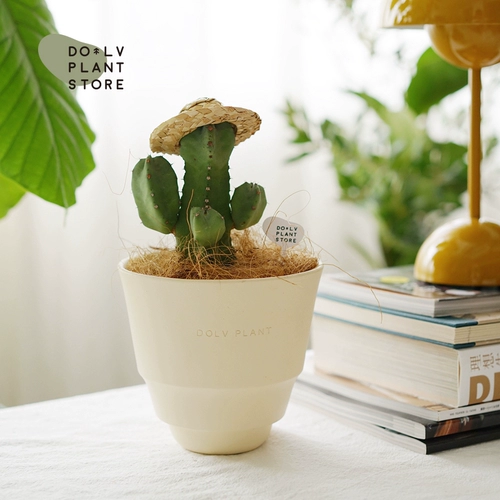 Dolv Bean зеленый белый рог с белым родом Кирин Корейский стиль INS милый и милый устойчивый к засухе настольный столик сочный