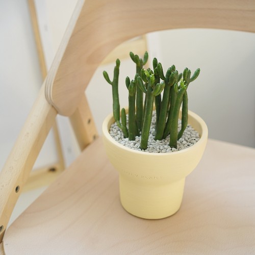 豆绿光棍树澎珊瑚桌面盆栽