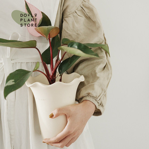 DOLV 豆绿 粉公主蔓绿绒 北欧ins轻奢气质清新室内家居桌面植物