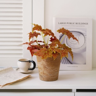 DOLV 豆绿 派大星秋海棠 蟆叶红泡泡秋海棠ins观叶新手入门植物