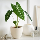 北欧ins风室内家居植物桌面绿植高冷气质 绿天鹅海芋 DOLV 豆绿