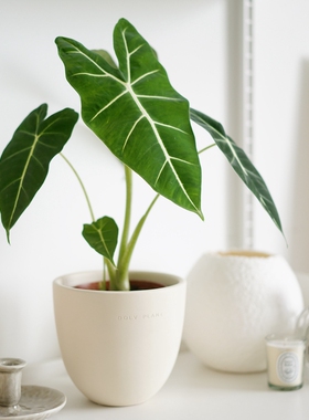 DOLV 豆绿 绿天鹅海芋 北欧ins风室内家居植物桌面绿植高冷气质