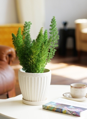 DOLV 豆绿 狐尾天门冬 揪尾巴造型趣味可爱桌面好养耐阴植物盆栽