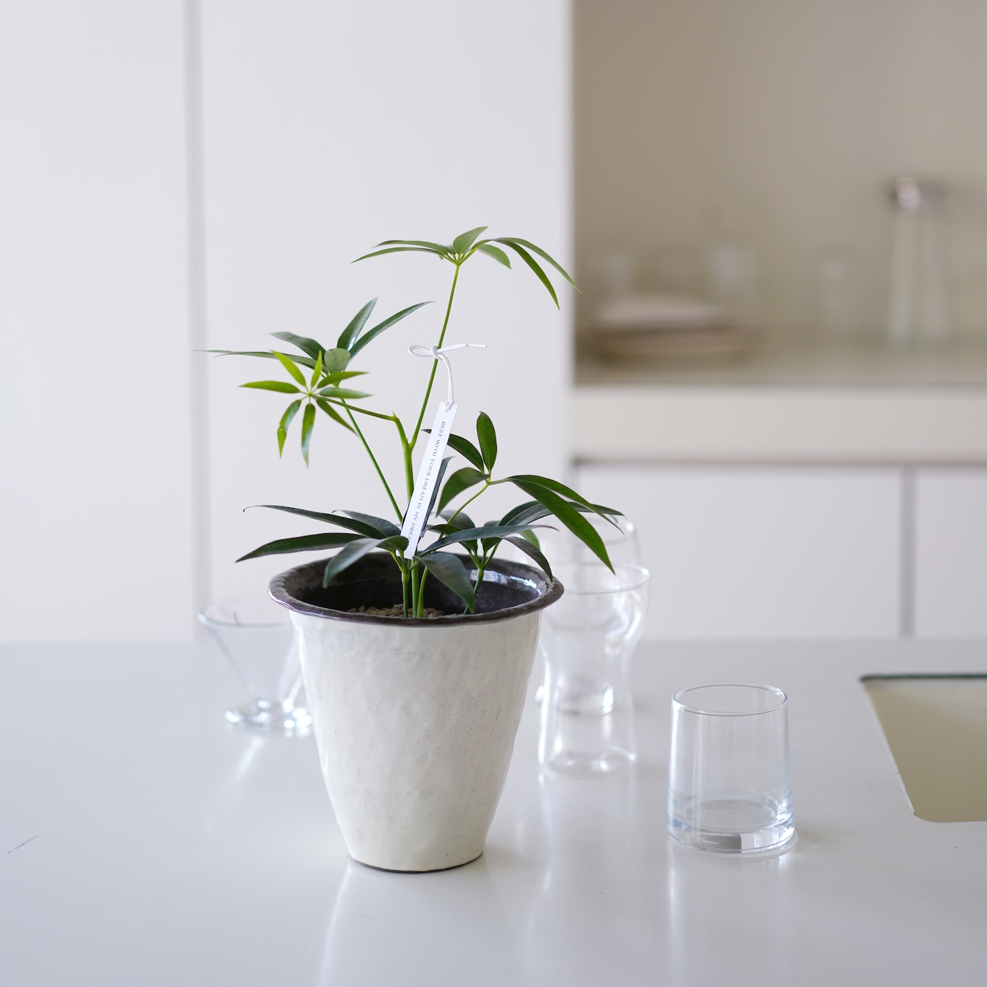 豆绿夏威夷鹅掌柴盆栽