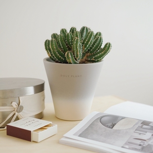 软萌大戟科ins风耐旱仙人掌好养桌面盆栽 斯蒂芬大将军 DOLV 豆绿