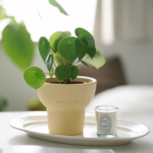 DOLV 豆绿 北欧镜面草 ins风可爱家居植物 趣味桌面盆栽 清新空气