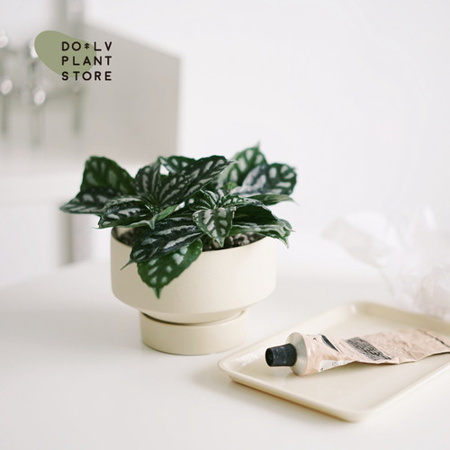 安娜冰水花北欧ins风植物盆栽