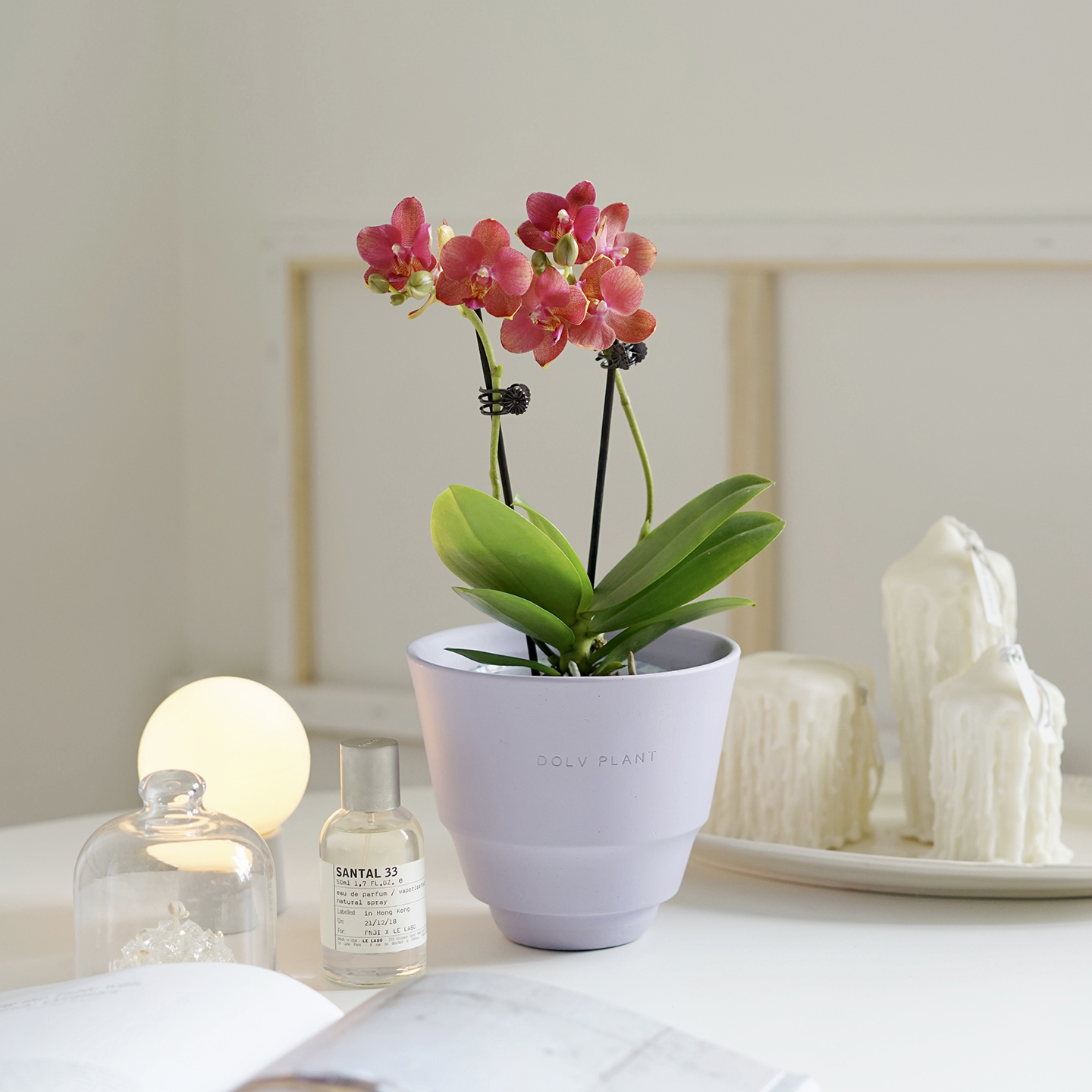 豆绿红丝绒苏拉蝴蝶兰花