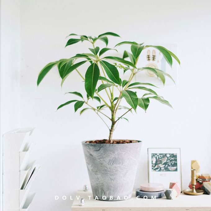 dolv | 豆绿 日本大叶伞保罗树 北欧ins室内日系家居盆栽耐阴绿植