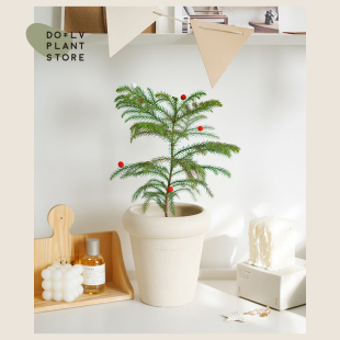 DOLV 豆绿 北欧ins风新年圣诞节 南洋杉圣诞树室内好养绿植盆栽