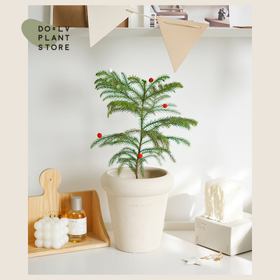 DOLV 豆绿 北欧ins风新年圣诞节 南洋杉圣诞树室内好养绿植盆栽