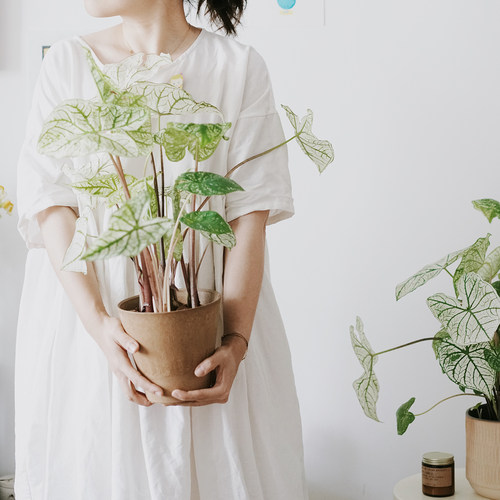 白色恋人彩叶芋北欧风新奇植物