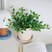 豆绿 白脉椒草 钻石翡翠 DOLV 北欧ins清新桌面绿植盆栽 清新氛围
