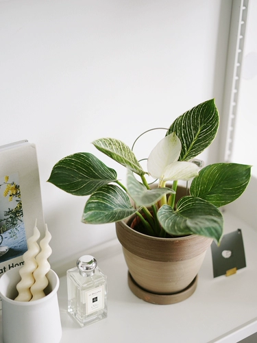 DOLV Фасоль, зеленая платина, алмаз, филодендрон, филодендрон в скандинавском стиле, эстетика растения, комнатное настольное зеленое растение, горшечные растения