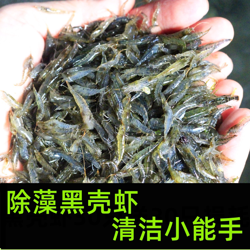 黑壳虾除藻工具虾樱花虾观赏虾