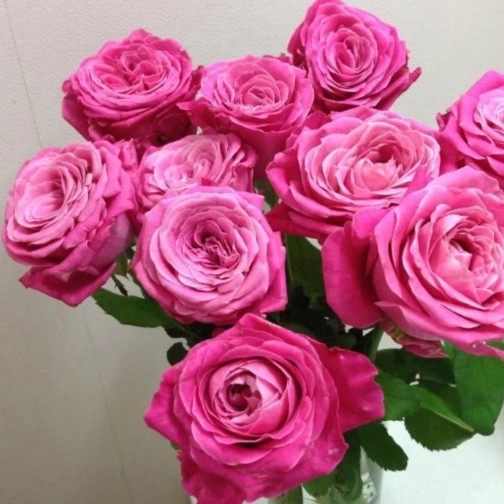 【四爱/一切为了爱月季花苗】灌木粉红色大花切花丰花四季果香勤