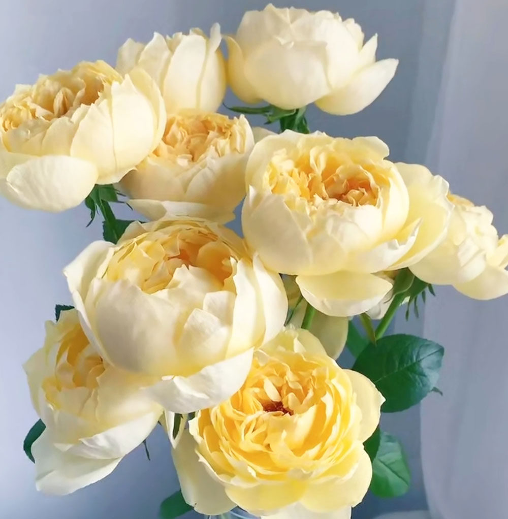 金色伊芙伯爵系列golden yves piaget月季花盆栽灌木黄色大花浓香