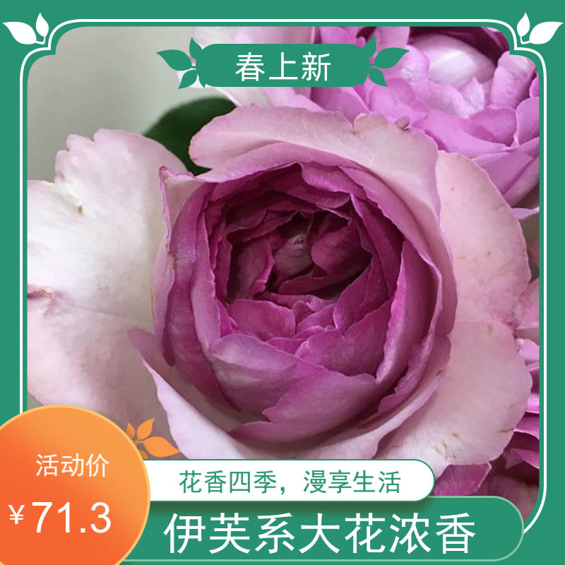 【新品伊芙草莓树月季花根接大苗】系列四季盆栽紫色大花浓香抗病