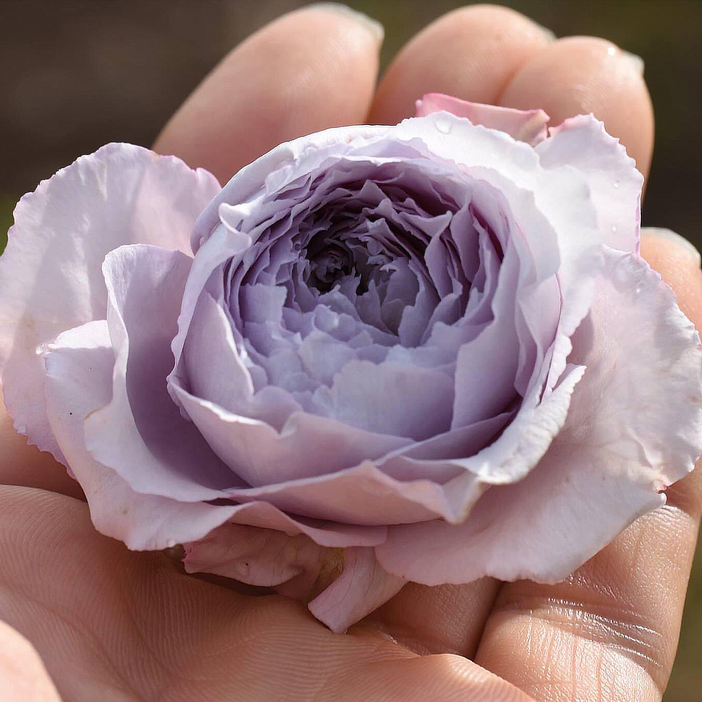 超新品【古董怀表月季2加大小苗】可藤可灌耐热耐晒大花浓香 盆栽