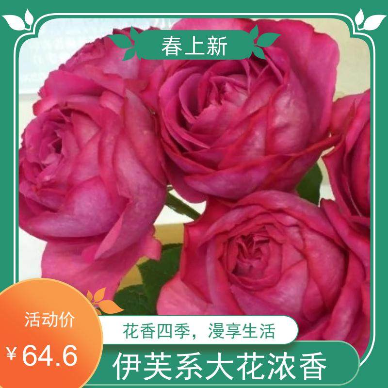 超新品【伊芙里奥月季大苗】灌木切花月季浓香阳台盆栽四季开花