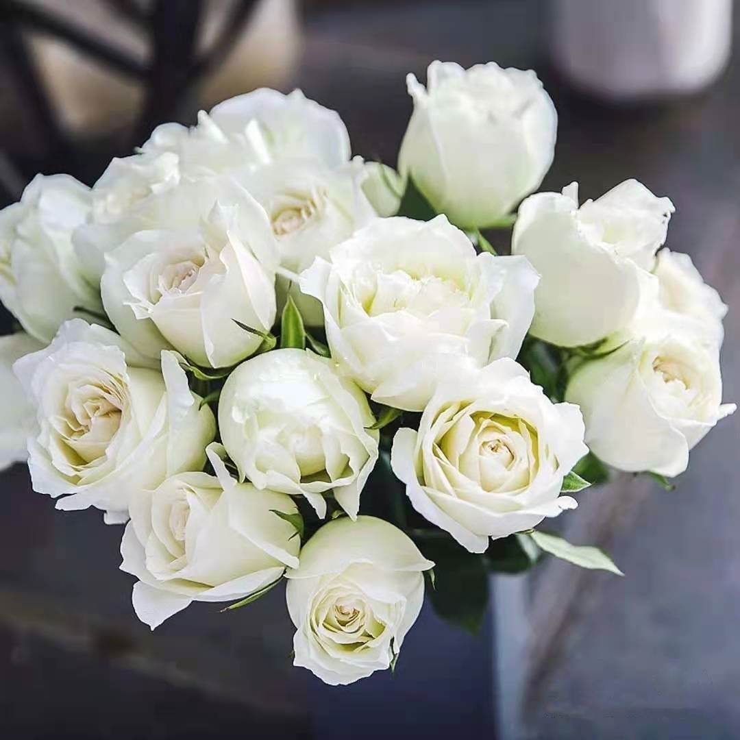 新品涵仙烛光莫利纳尔梦幻美人蓝色礼服白雪山乡愁娜荷玛月季大苗