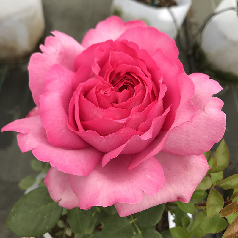 伊芙窈窕淑女月季 系列浓香切包大花浓香花盆栽四季花卉庭院小苗