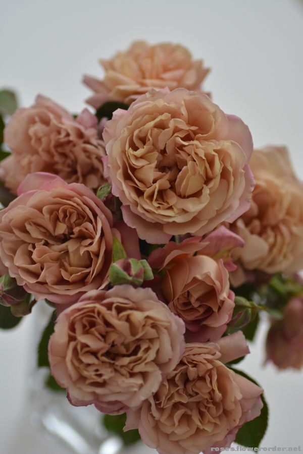 超新品【栗子月季根接小苗】大花复古色系玫瑰盆栽阳台多季开花