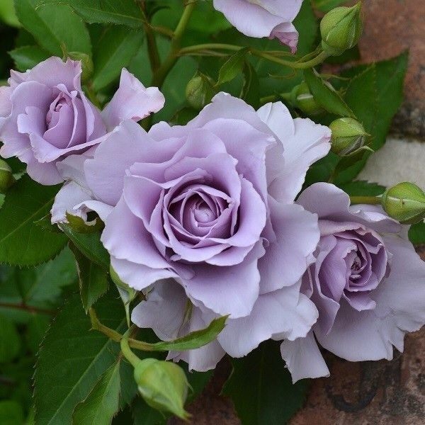 新品河本【爽月季1.5加中大苗】 无刺大花浓香丰花紫色波浪