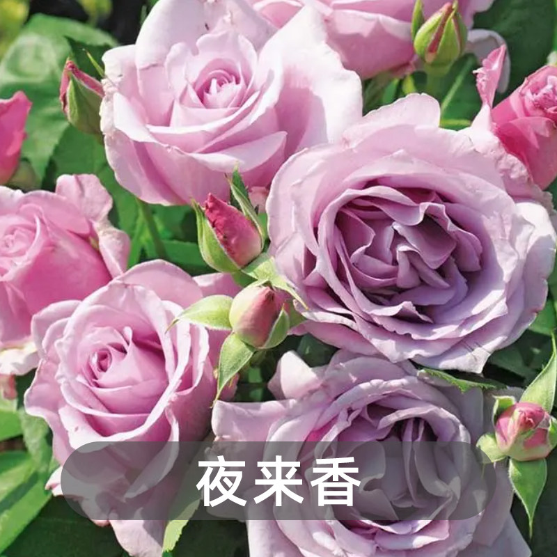 超新品【夜来香月季1.5加根接中大苗】浓香抗病勤花蓝色四季开花