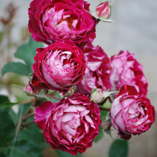 新品 美丽魅力瑟格萨月季花苗 大花浓香紫红色四季开花法国灌木切