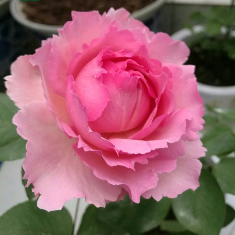 欧月伊芙三号月季中大苗浓香盆栽夏娃伯爵阳台灌木大花香水根接苗