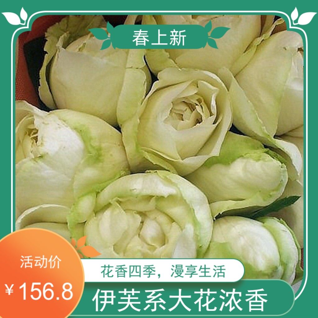 新品【伊芙雪之/白雪香水月季根接中苗】大花绿白色浓香盆栽