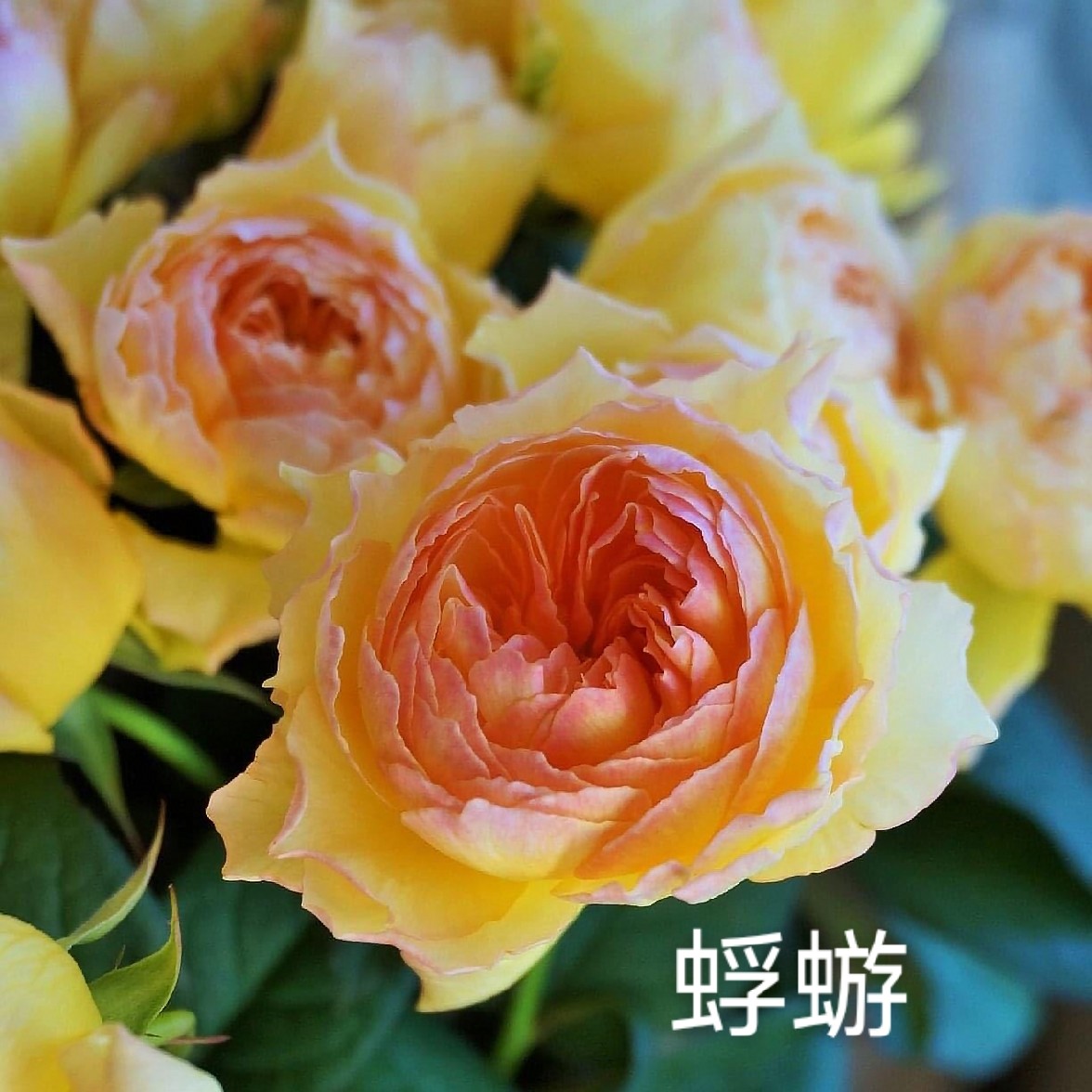 超新品【阳炎/蜉蝣月季中大苗】盆栽阳台切花国枝作品大花浓香
