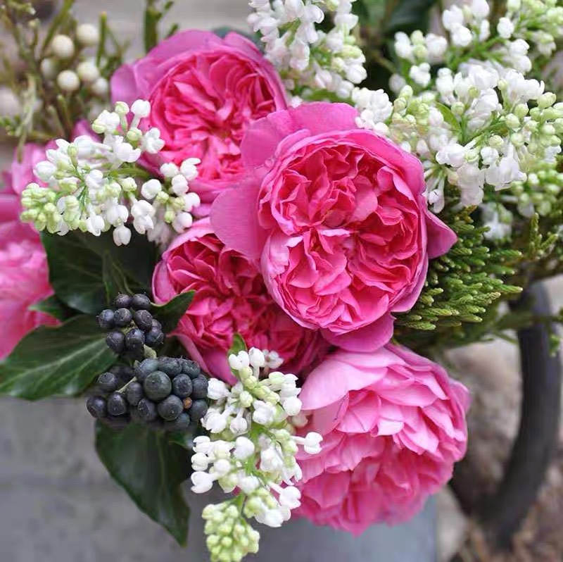 新品【治疗天使/拉斐尔月季f10根接小苗】河本纯子大花浓香粉红色