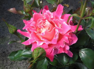 新品浪漫波浪/粉夫人月季中苗阳台 庭院灌木 淡香大花直立盆栽