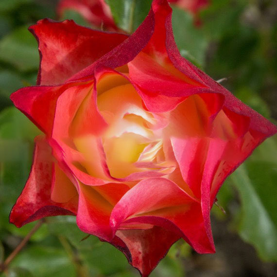 新品【日式折纸月季1加仑扦插中苗】灌木红白色多季开花阳台盆栽