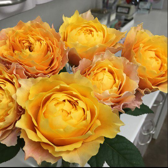 超新品【灿烂的阳光晨光/暮光月季小大苗】灌木切花浓香黄色耐热