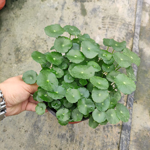 带叶铜钱草水培盆栽室内易养