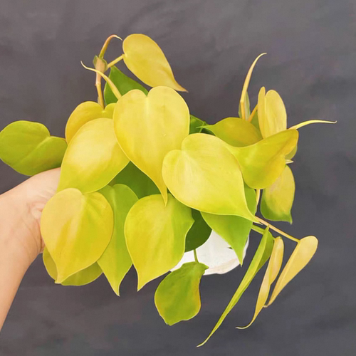 柠檬汁蔓绿绒爬藤热植心形叶