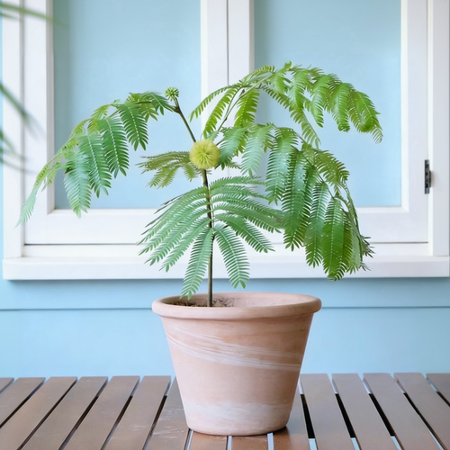 密叶猴耳环南洋杉盆栽室内绿植桌面办公盆栽好养易活四季开花绿 - 封面