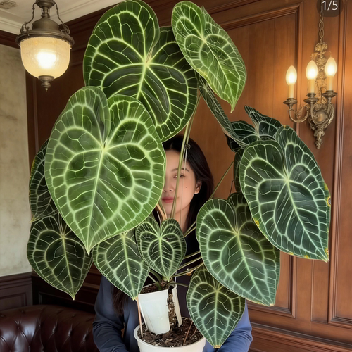 克莱恩花烛室内绿植桌面办公盆栽好养易活四季开花绿植色植物