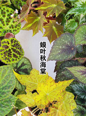 蟆叶秋海棠 综合链接② 非红色系 易养花卉观叶植物造景网红热植