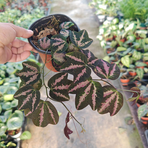 彩叶西番莲鸭掌鹅掌雨林植物攀爬爬藤植物垂吊易养观叶绿植