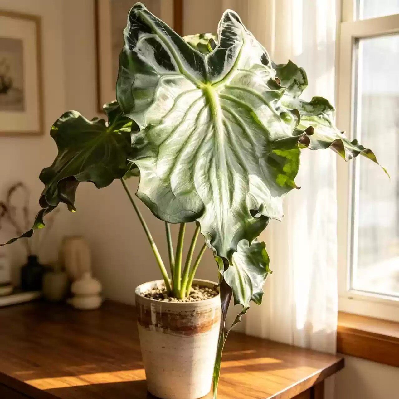 海芋绿植盆栽耐热室内观叶植物绿天鹅绒四季常青易养网红热植
