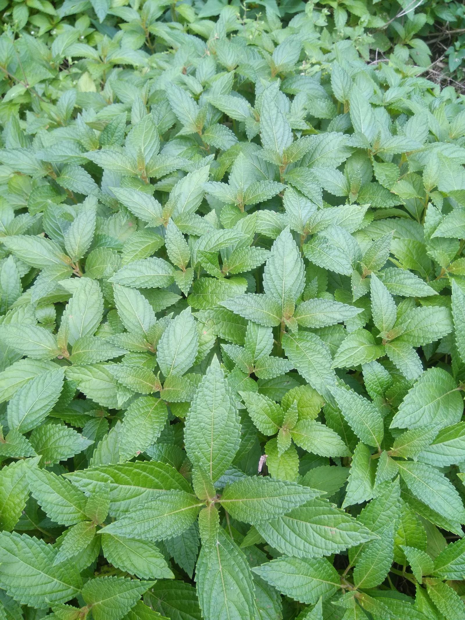 野生大埔特产嫩叶适合个人溪黄草